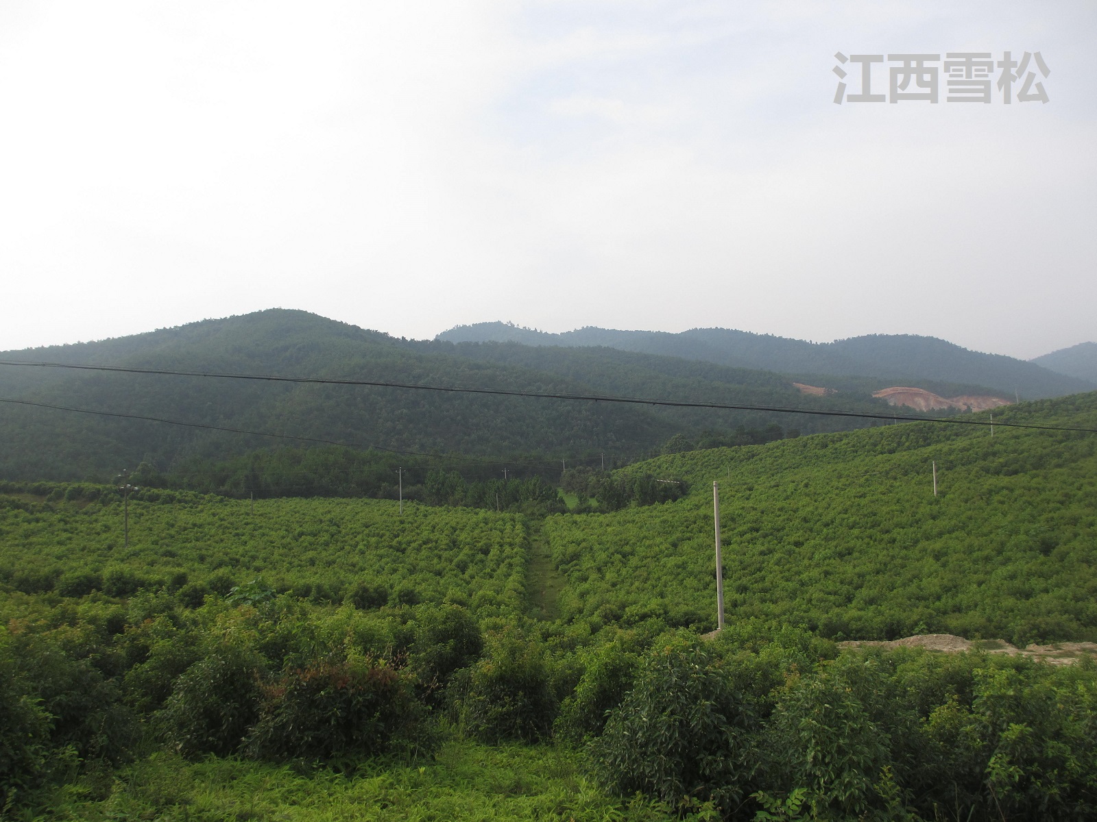 精油價格差距